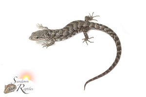 Unsexed Red-Lipped Alligator Lizard (Abronia lythrochila)