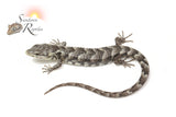 Unsexed Red-Lipped Alligator Lizard (Abronia lythrochila)