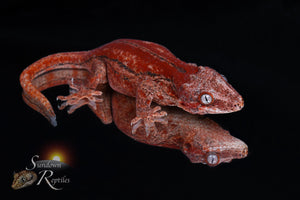 Red Stripe/Red base female - Re x PM1