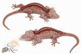 Red Stripe/Red base female - Re x PM1
