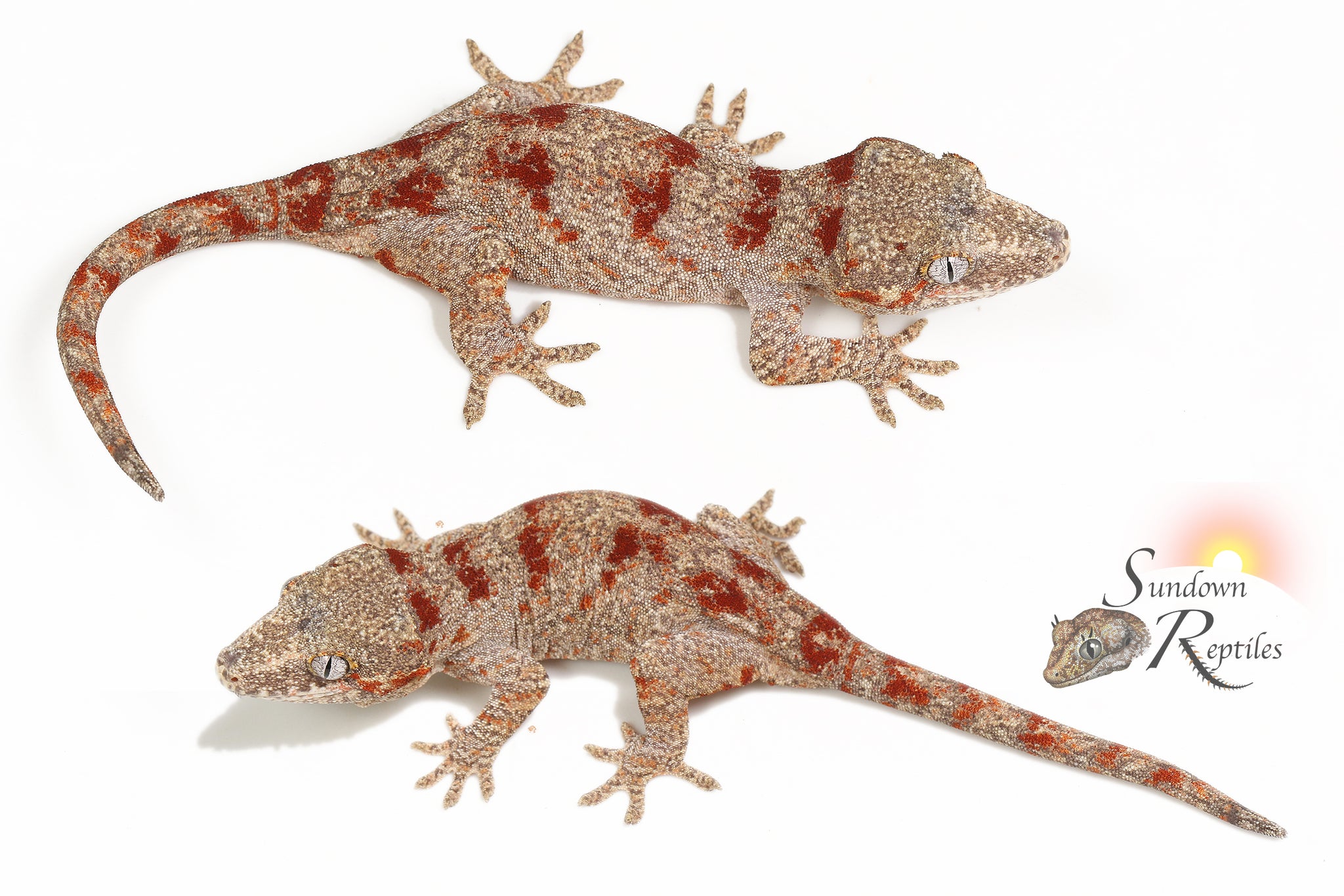Female Red Blotch - Coral x Starburst
