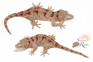 Female Red Blotch - Coral x Starburst