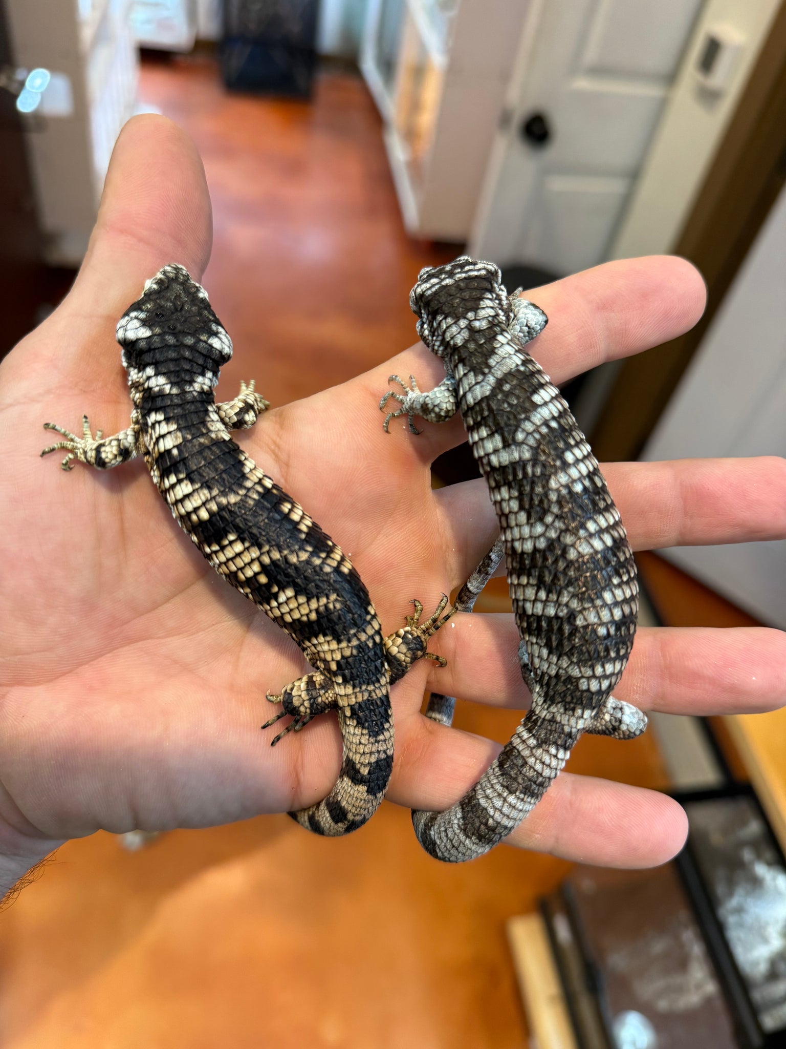 Unsexed Bromeliad Alligator Lizard (Abronia taeniata) #1