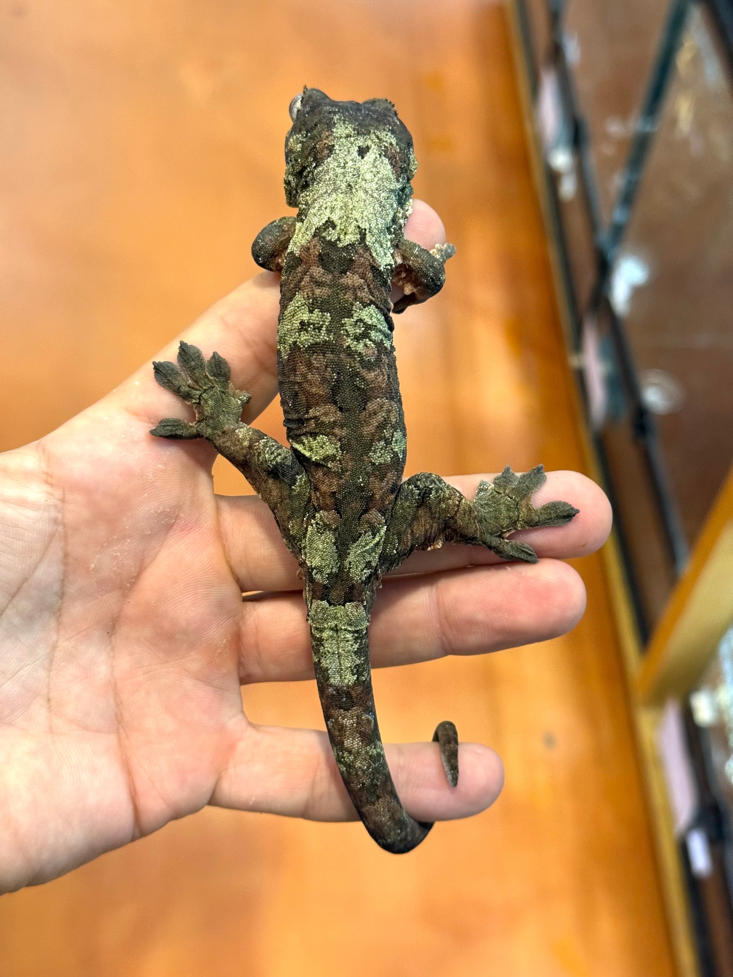 Pine Island Chahoua - Female (Prism x Ficus) MC2025-66 - Sundown Reptiles