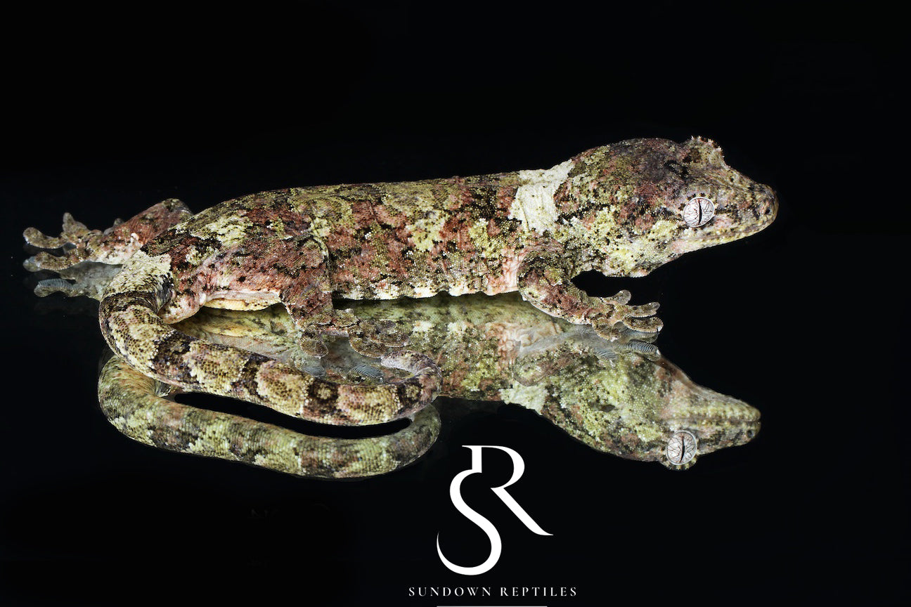 Thrasher - Sundown Reptiles