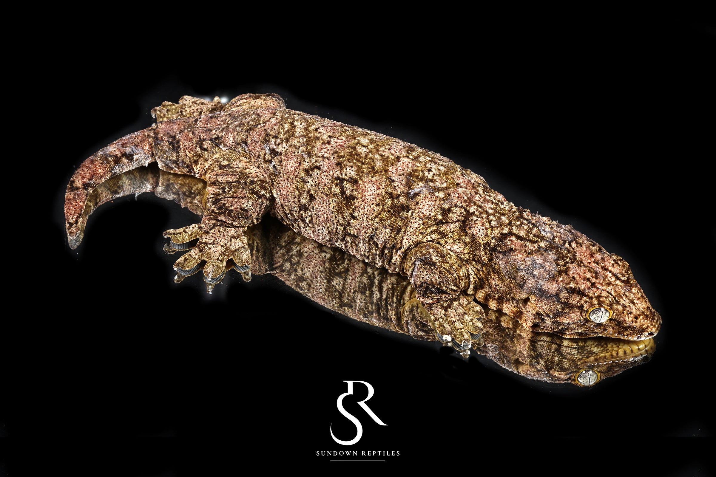 Leachianus gecko - Female High Color/ Pattern (Bird Shot x Poppy) RL2025-24) - Sundown Reptiles