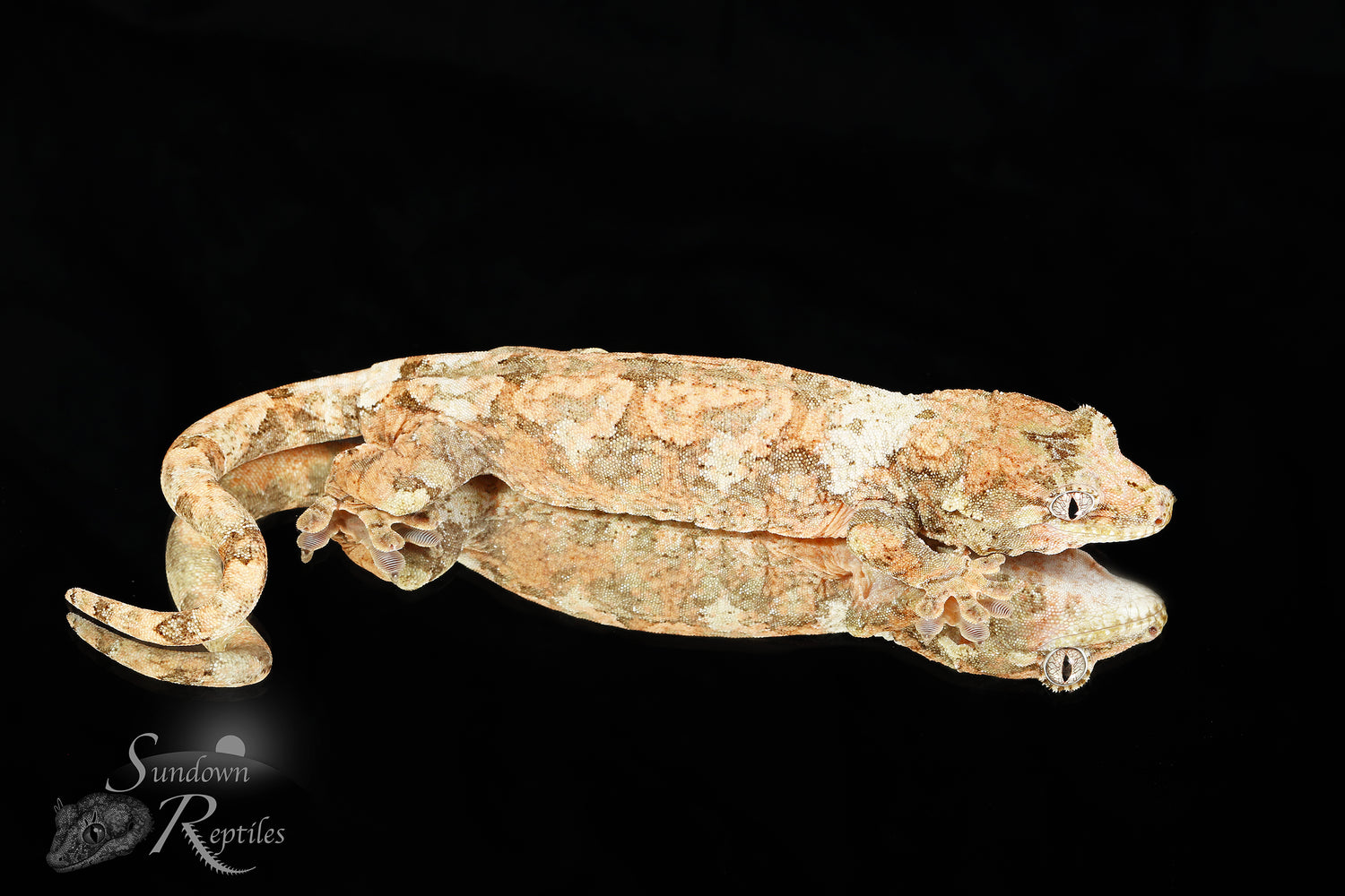 Bliss - Sundown Reptiles