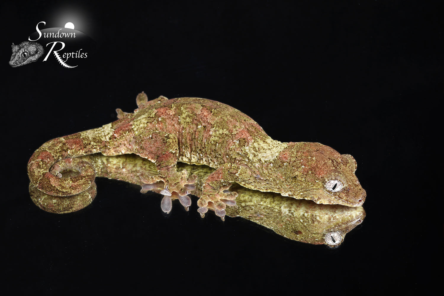 Coronet - Sundown Reptiles