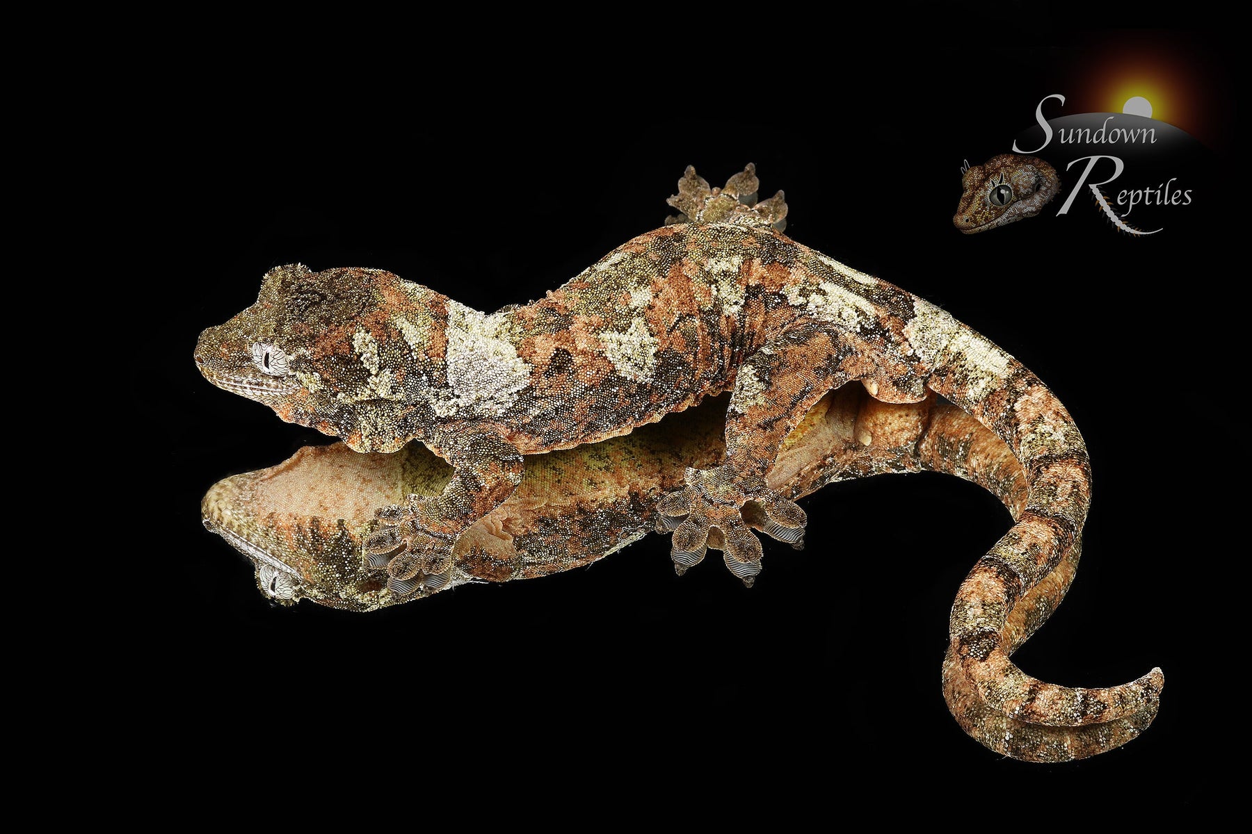 Pine Island Chahoua - Probable male (Formula 1 x Queztal) MC2025-135 - Sundown Reptiles
