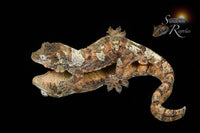 Pine Island Chahoua - Probable male (Formula 1 x Queztal) MC2025-135 - Sundown Reptiles