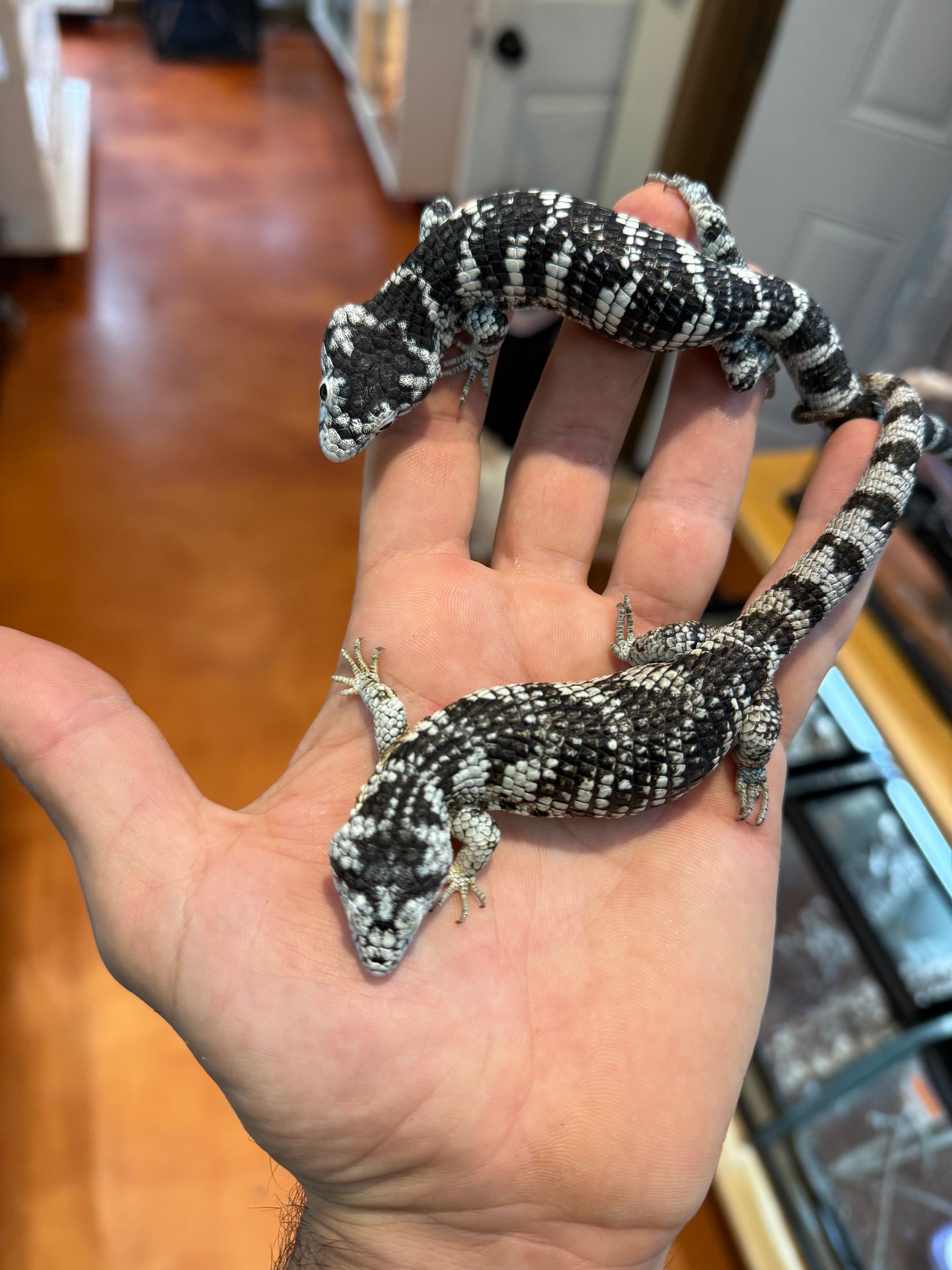 Unsexed Bromeliad Alligator Lizard (Abronia taeniata) #2 - Sundown Reptiles