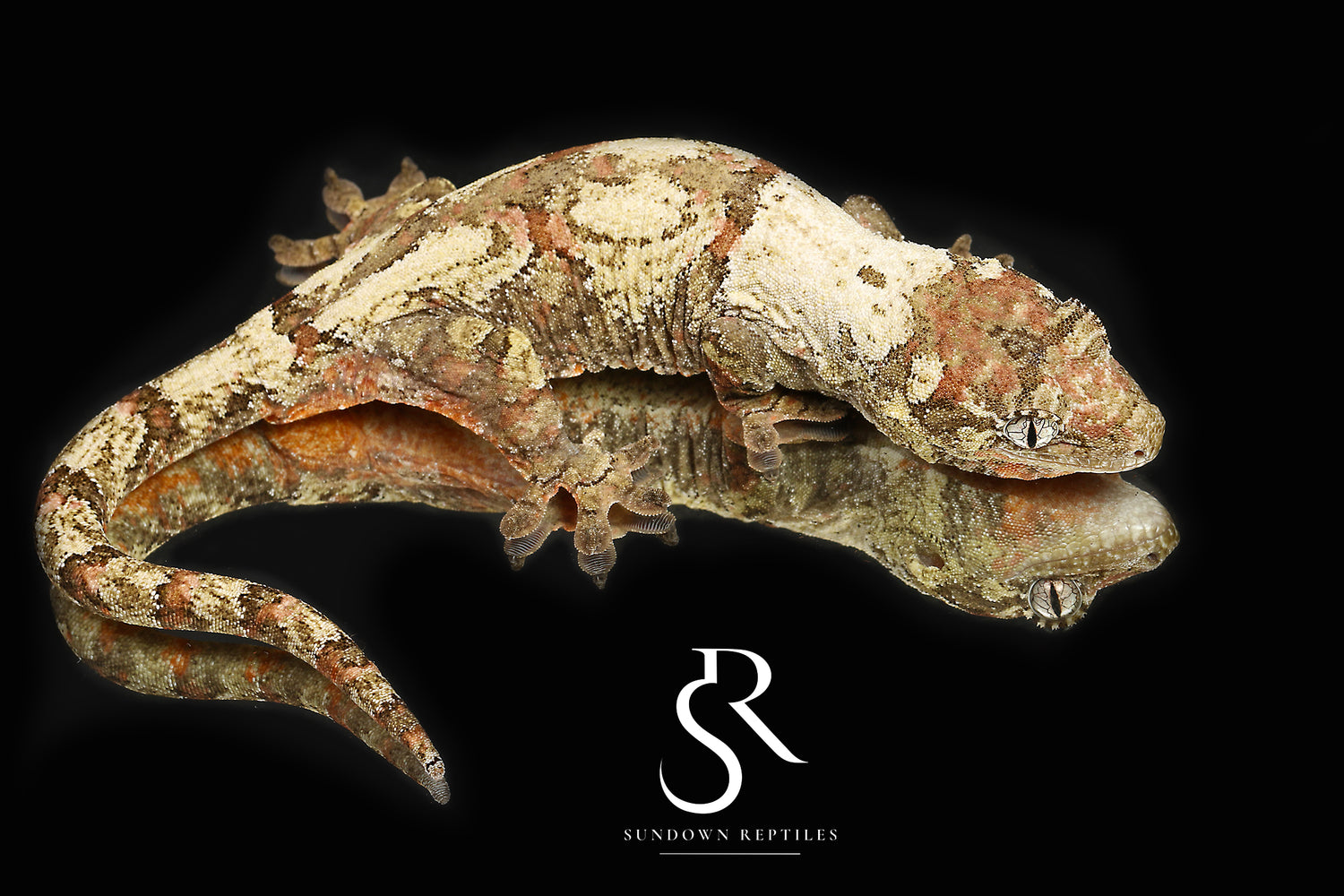 Day Dream - Sundown Reptiles