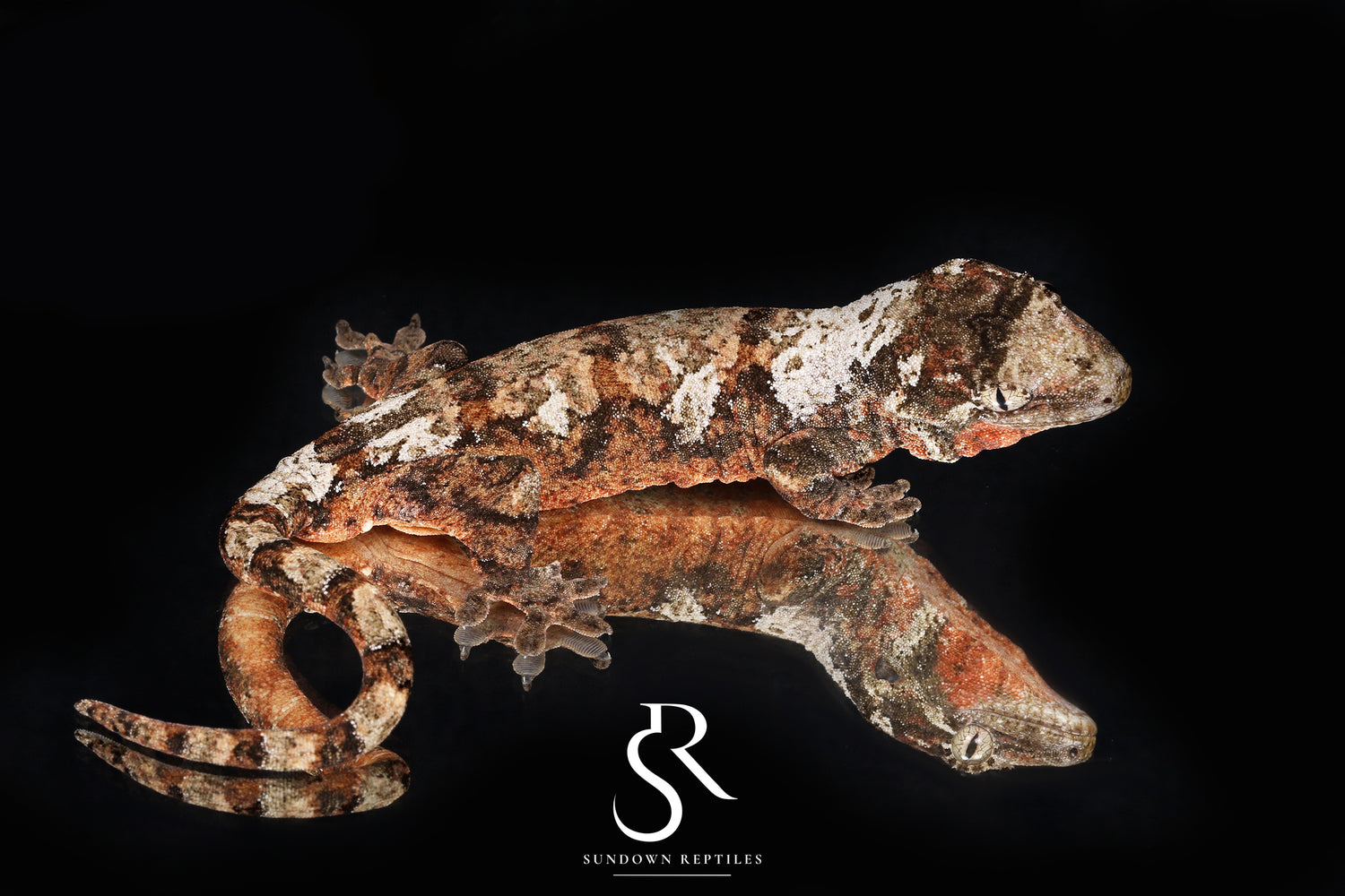Denali - Sundown Reptiles