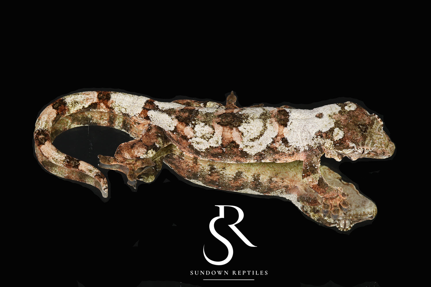 Feliz - Sundown Reptiles