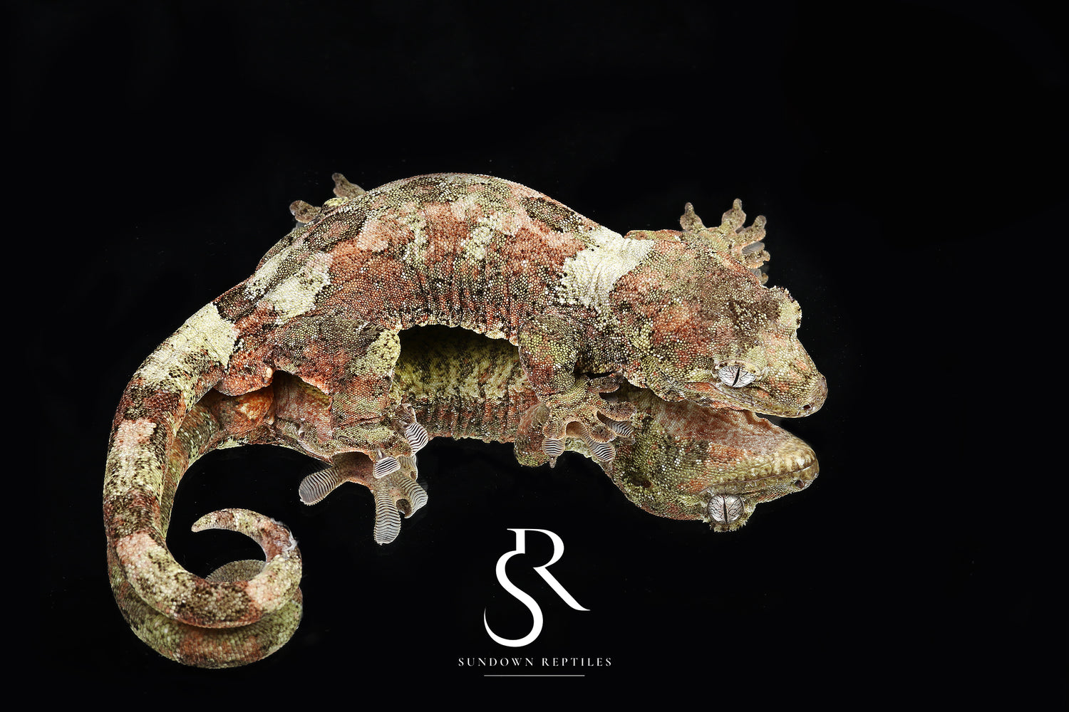 Ficus - Sundown Reptiles