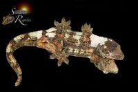 Pine Island Chahoua -  Female (Ivy x Firefly) MC2025-129 - Sundown Reptiles