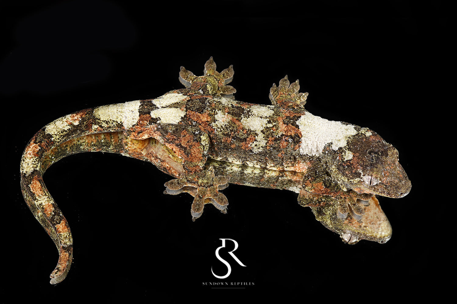 Firefly - Sundown Reptiles