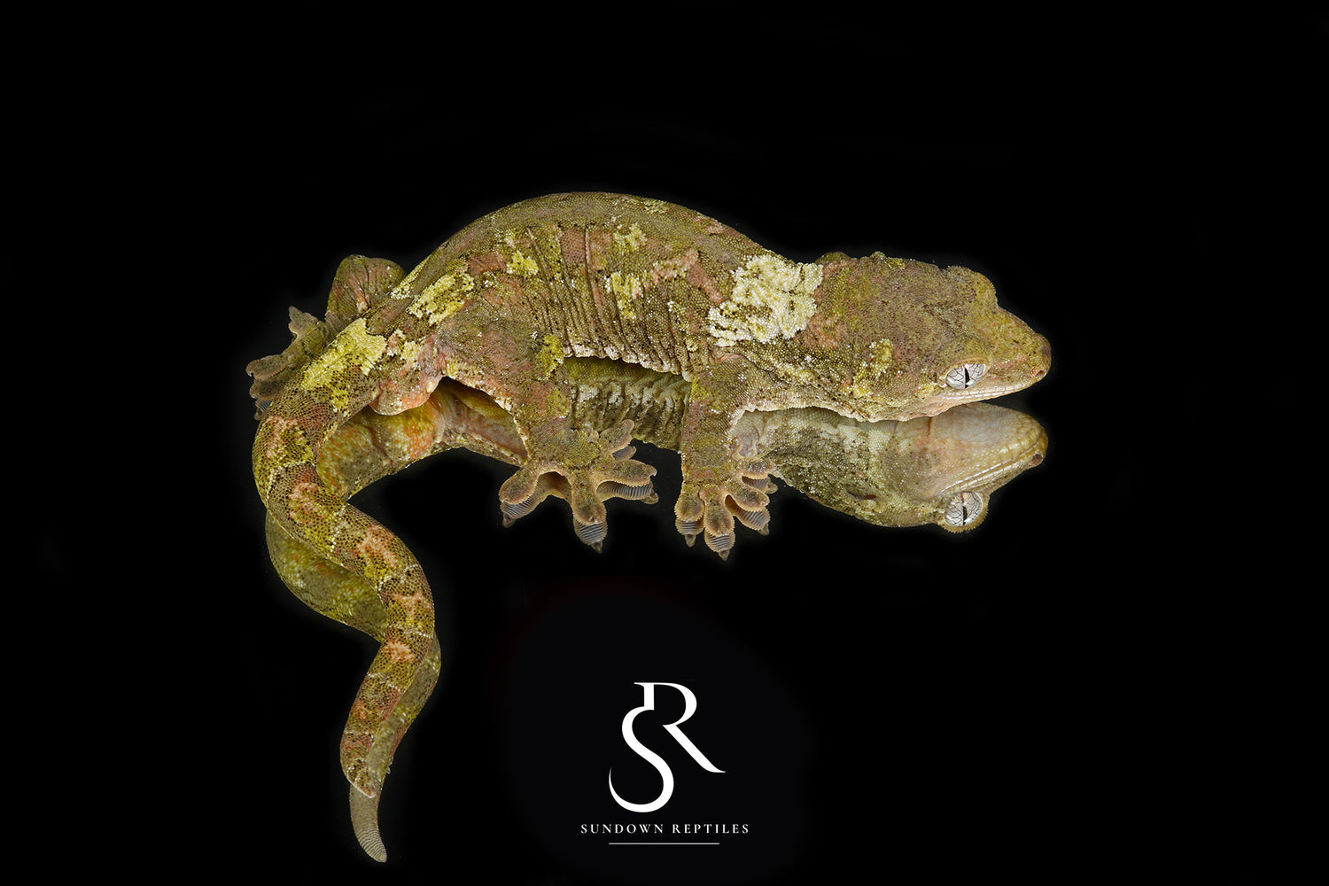 Fungi - Sundown Reptiles