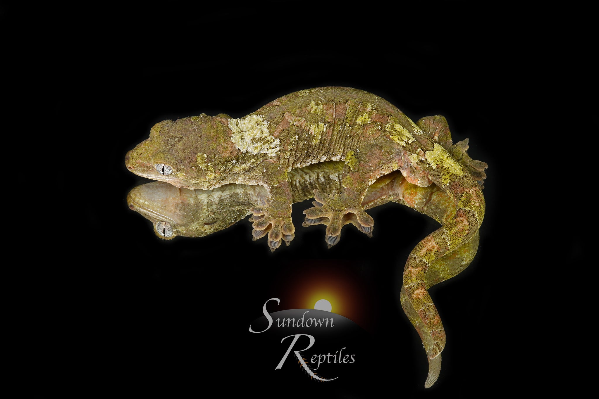 MC2025-52 Unsexed PI M. chahoua - (Fungi x Spring)