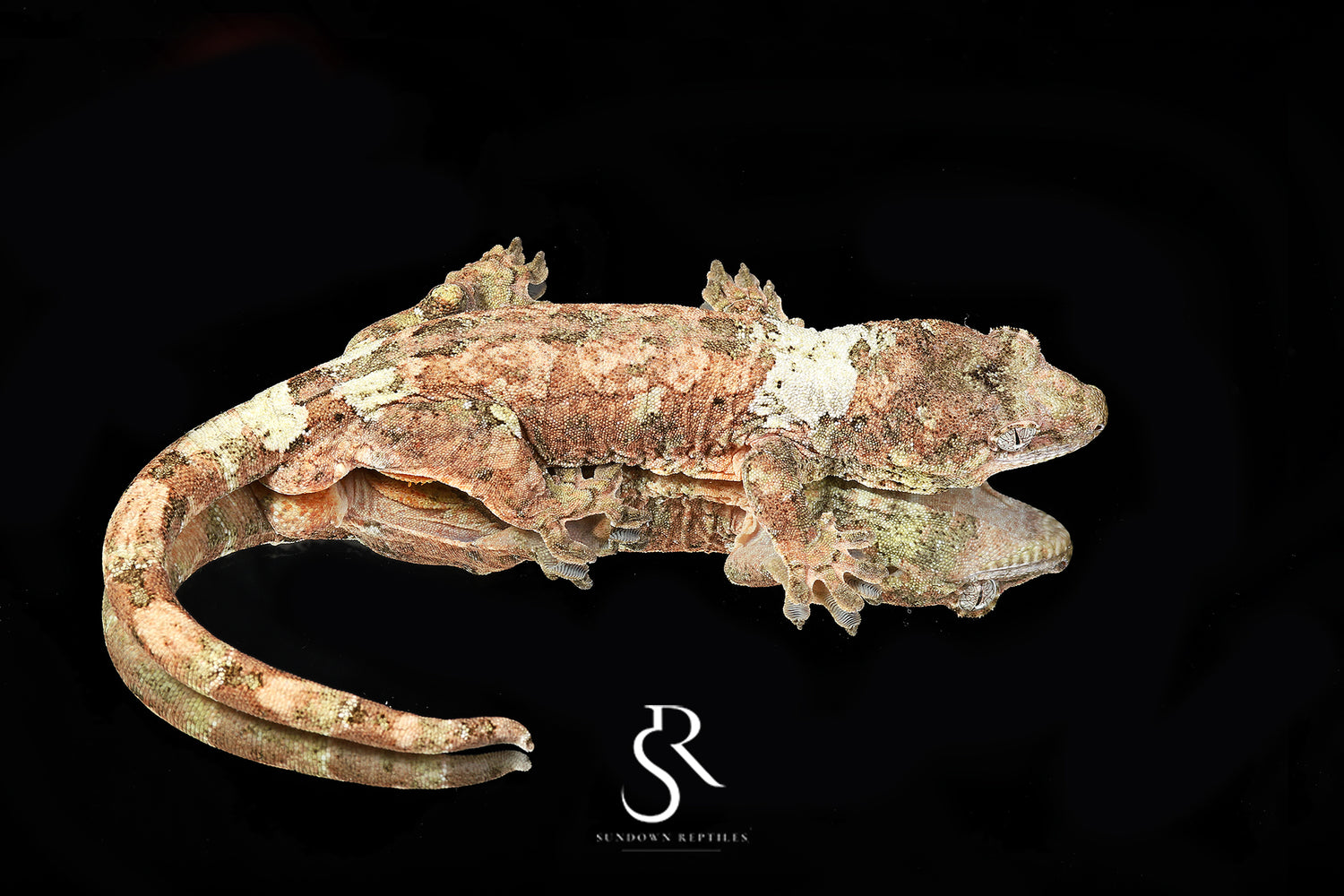 Gannet - Sundown Reptiles