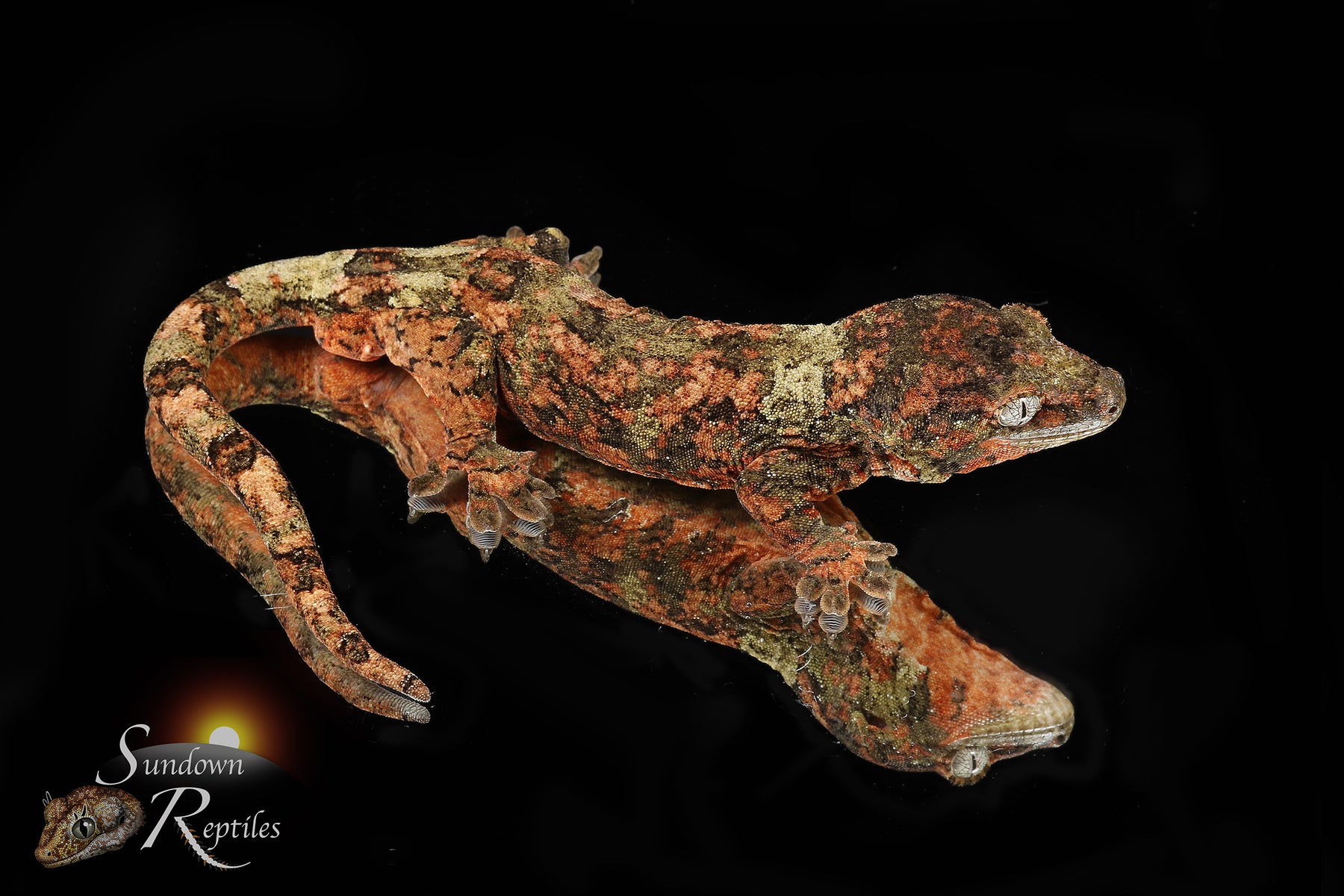 Pine Island chahoua - Female (Tern x Godzooky) MC2025-119 - Sundown Reptiles