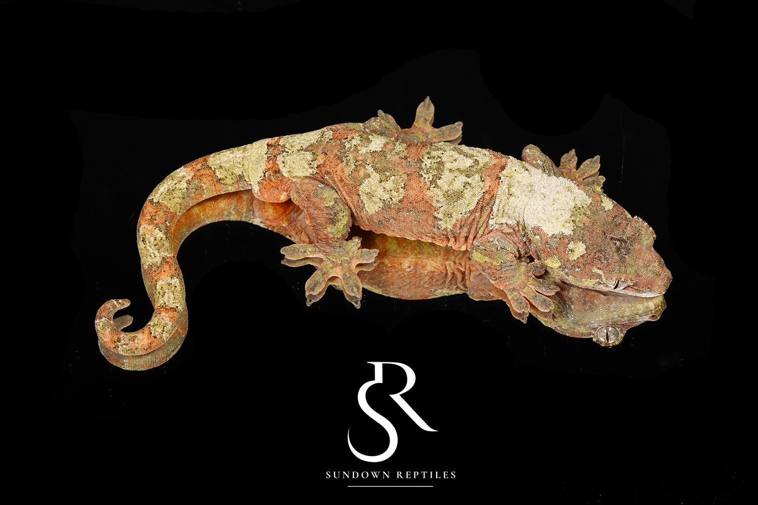 Golden Ticket - Sundown Reptiles