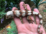 M36 Male PI M. chahoua - (Band-It x Lady Slipper)