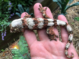 M36 Male PI M. chahoua - (Band-It x Lady Slipper)