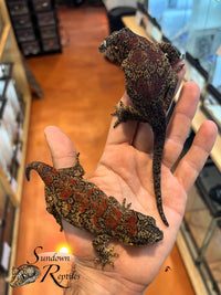 Gargoyle Gecko - Male Bicolor Super Blotch (Coral x Starburst) RA2025-104 - Sundown Reptiles