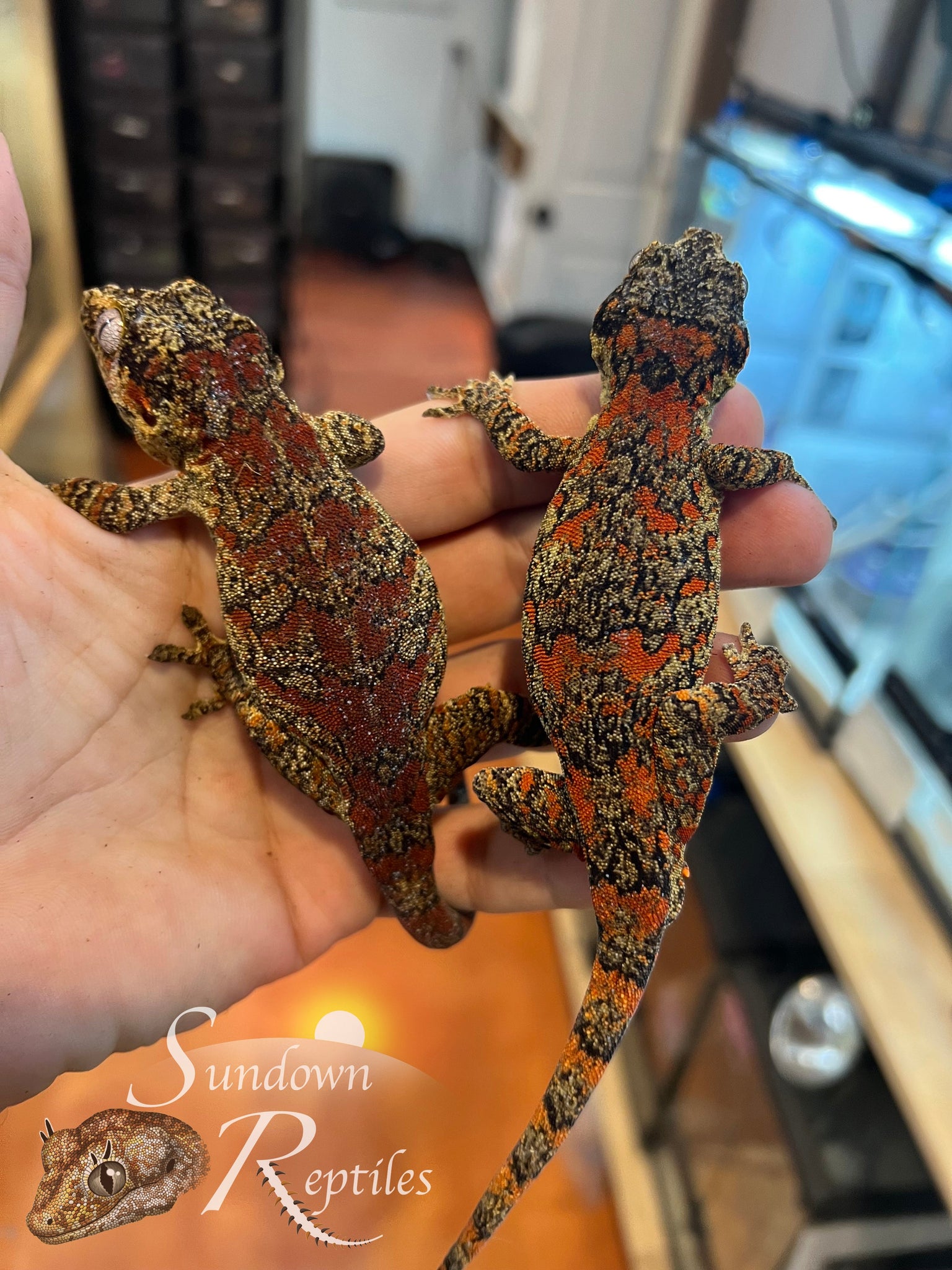 RA2025-16 Female Blotch - (Ferrari x Beauty Queen)