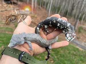 Unsexed Red-Lipped Alligator Lizard (Abronia lythrochila)