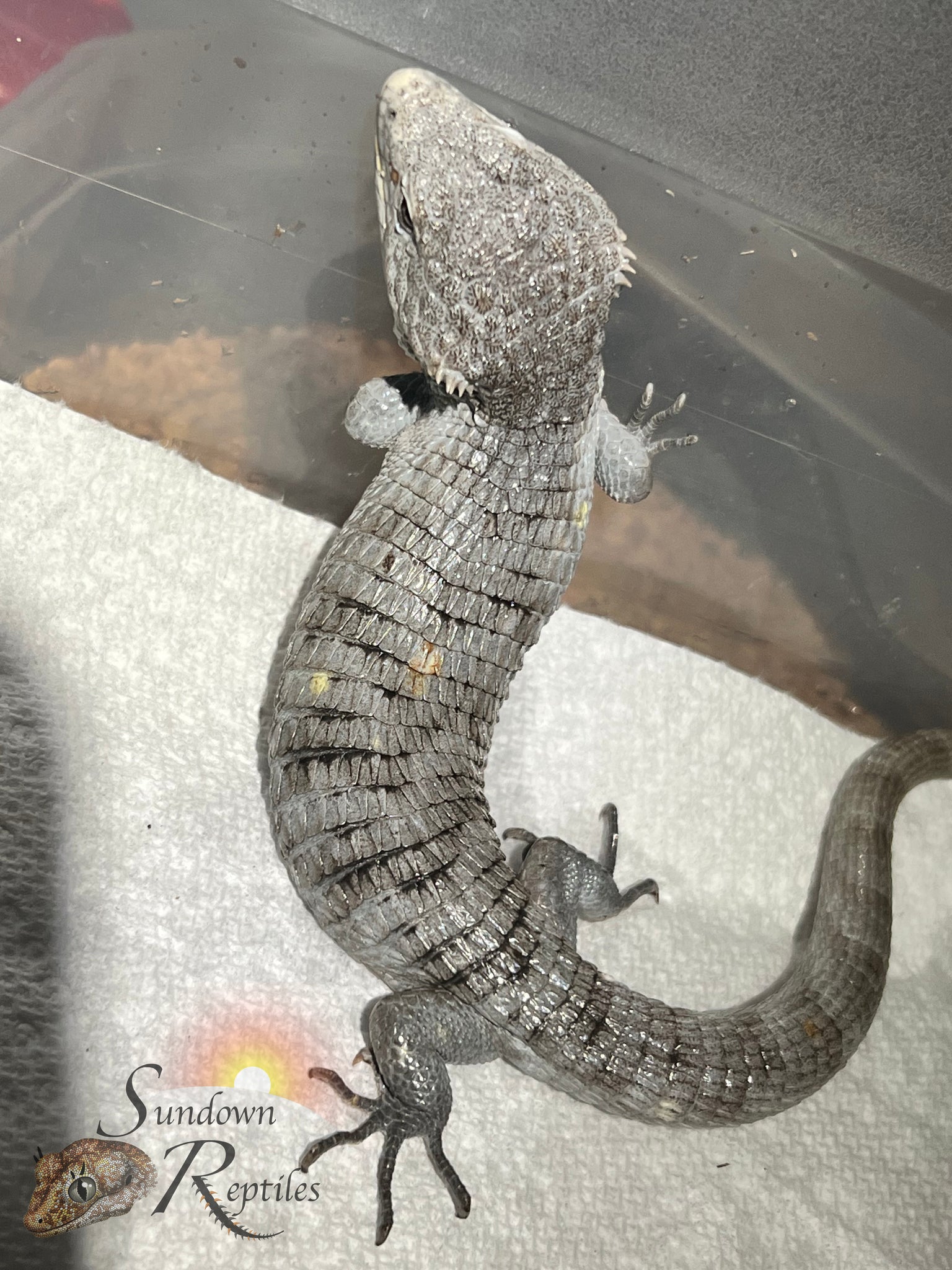 Female Red-Lipped Alligator Lizard (Abronia lythrochila)