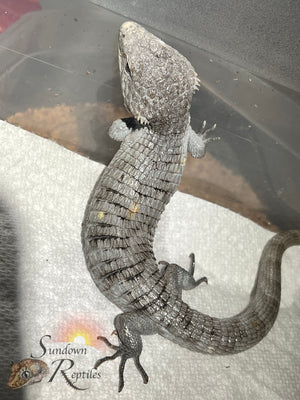 Female Red-Lipped Alligator Lizard (Abronia lythrochila)