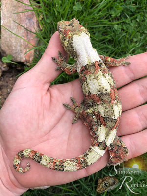 MC21 Female PI M. Chahoua - (Aphrodite x Pinnacle)