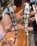 MC2025-24 Unsexed PI M. Chahoua - (Oracle x SuperFly)