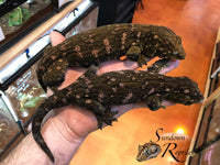 Leachianus gecko - Female Nightshade GT Purple Bar (Purple C/A x CAMK x A/MCDM) - Sundown Reptiles