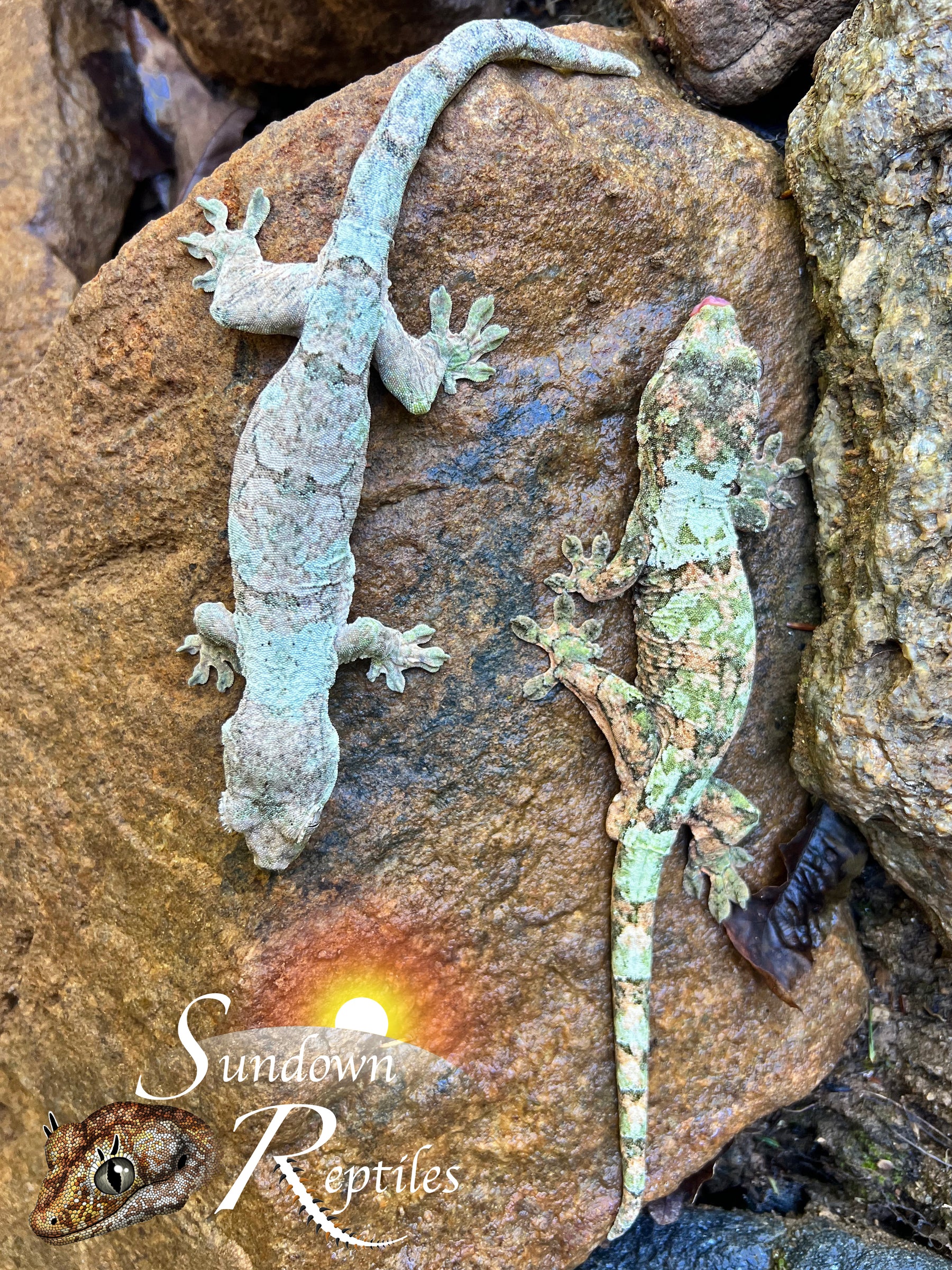 Pine Island Chahoua - Female High Color (Sahara x MMM) MC2025-155 - Sundown Reptiles