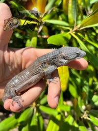 Female Red-Lipped Alligator Lizard (Abronia lythrochila) - Sundown Reptiles