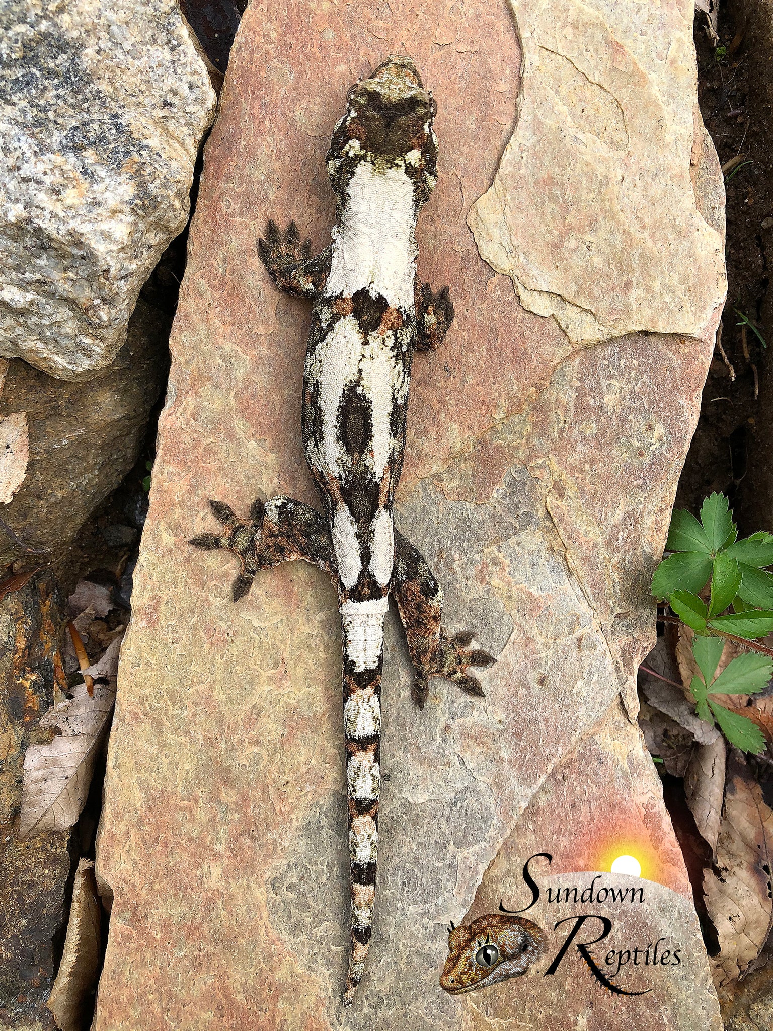 MC2025-52 Unsexed PI M. chahoua - (Fungi x Spring)