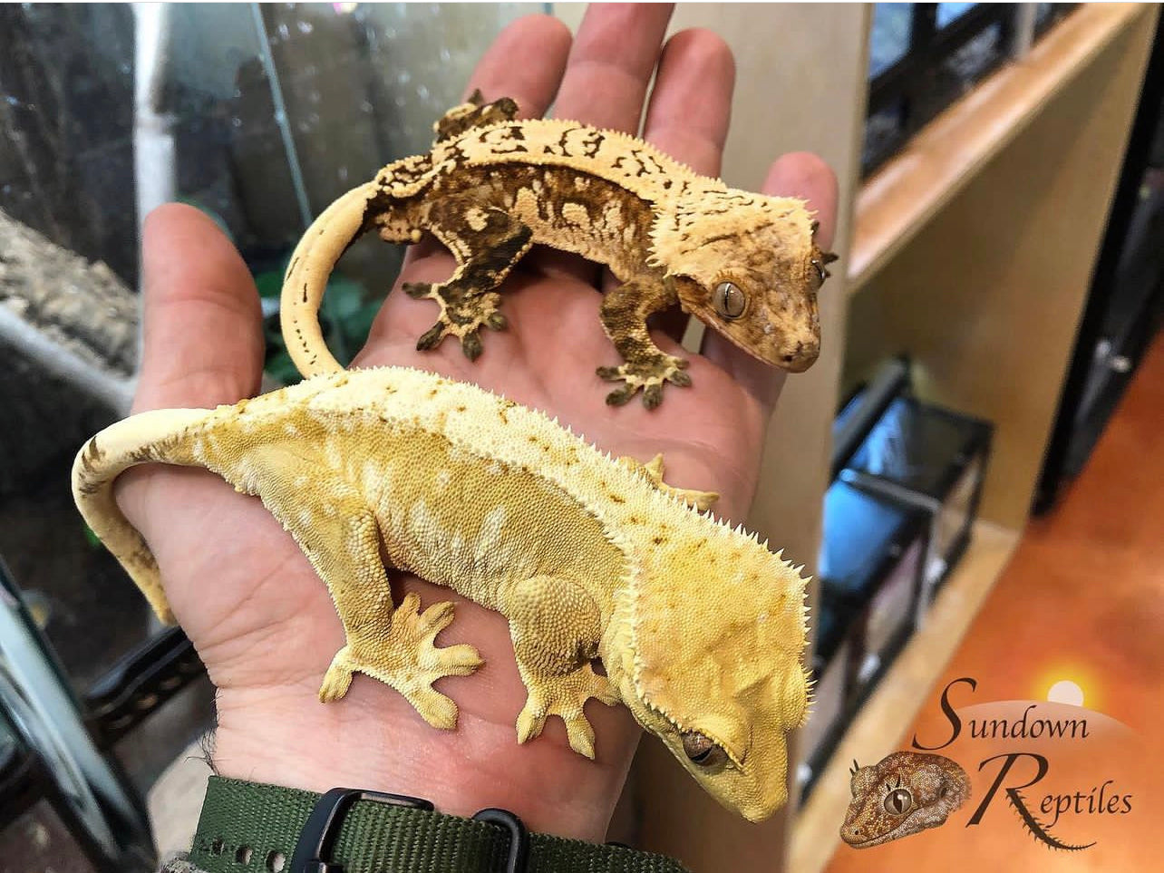 Crested Gecko - Male Creamsicle  (Namibia x Jigsaw) CC2025-29 - Sundown Reptiles