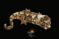 Pine Island Chahoua - Male (Feliz x Jimmy Butler) MC2025-156 - Sundown Reptiles