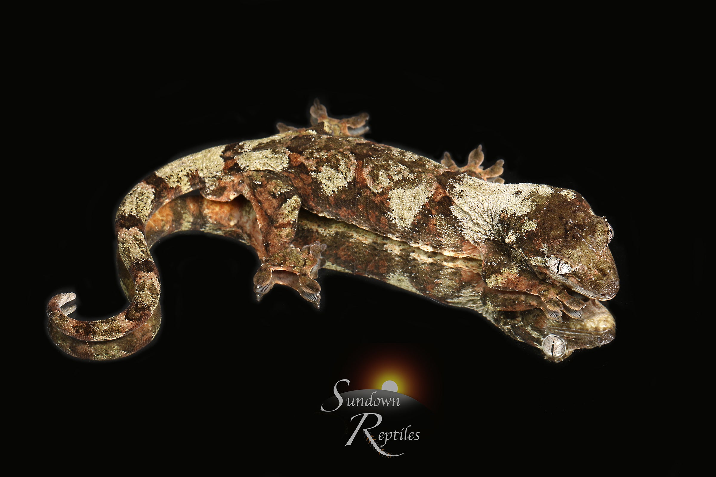 Pine Island Chahoua - Male (Feliz x Jimmy Butler) MC2025-156 - Sundown Reptiles