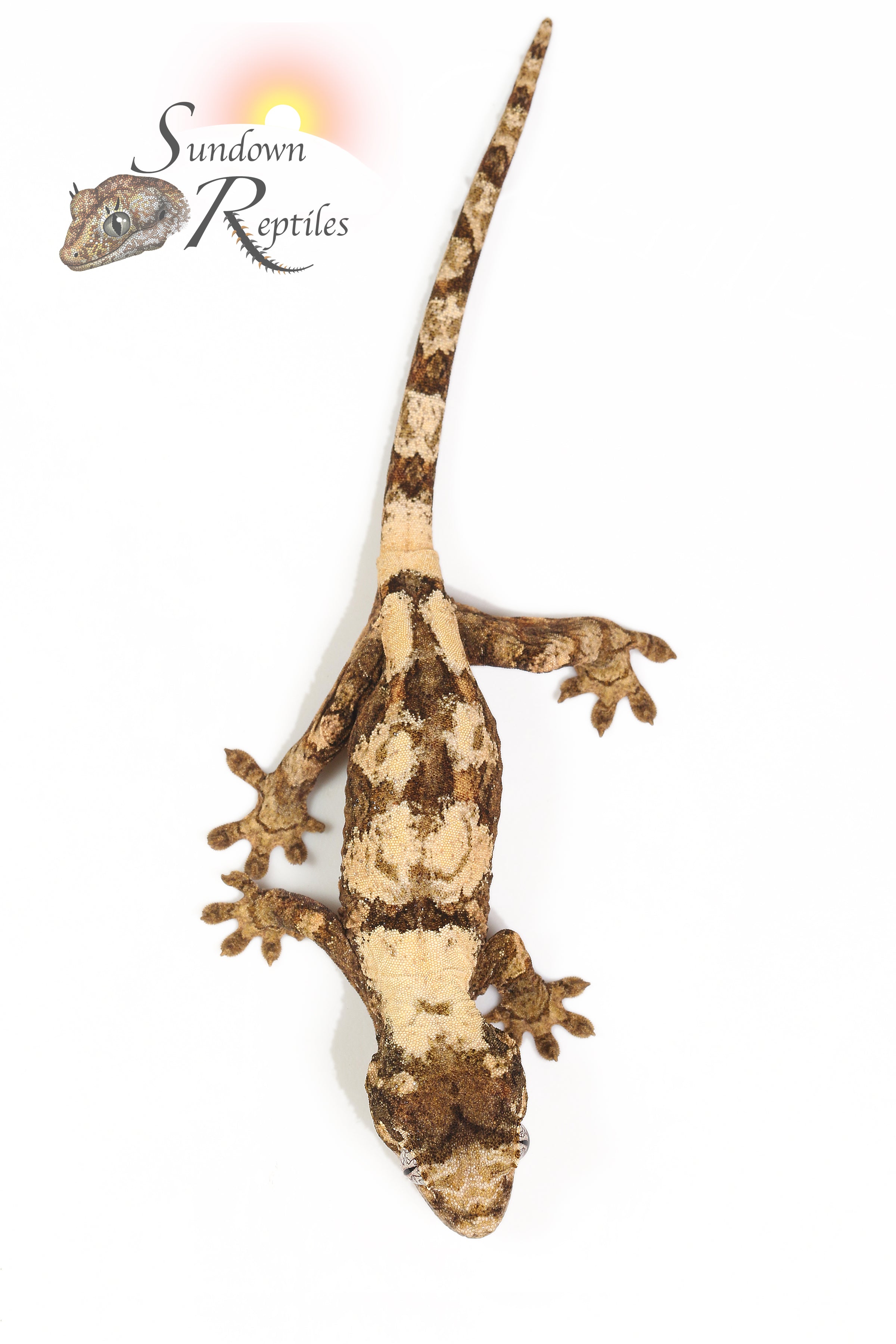 *HOLDBACK RELEASES* All species Sundown Reptiles