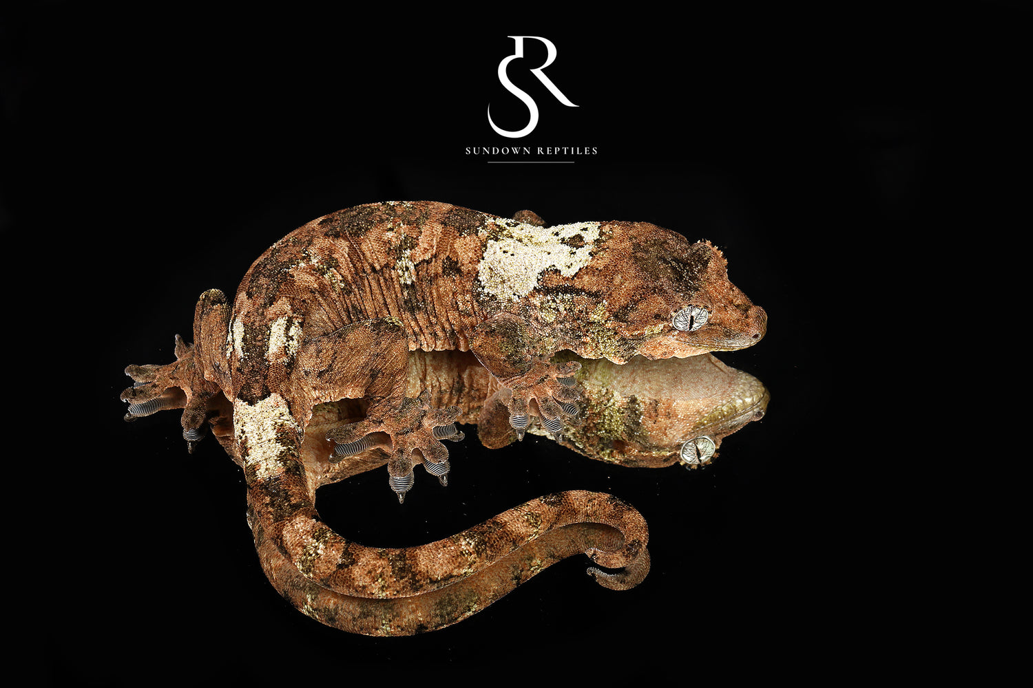 Koala - Sundown Reptiles