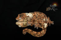 Pine Island chahoua- Male (Koala x Jacamar) MC2025-60 - Sundown Reptiles