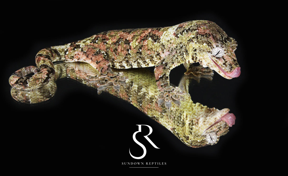 Loon - Sundown Reptiles