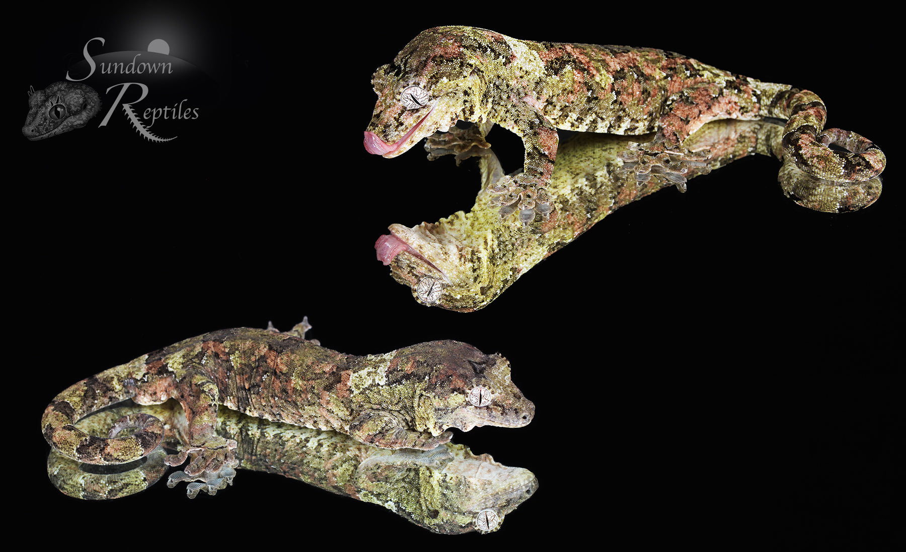 MC2025-47 PI M. chahoua - (Loon x Thrush)