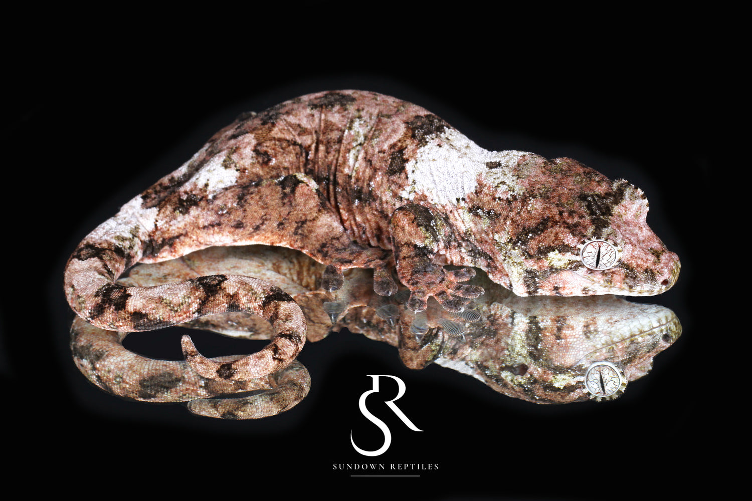 Luna - Sundown Reptiles