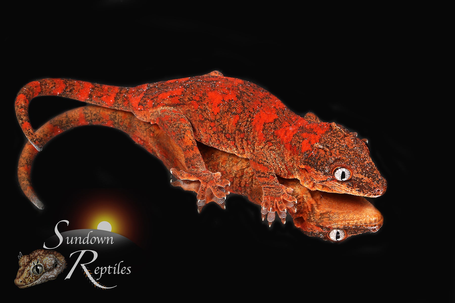 Gargoyle Gecko - RTB Male Super Blotch (Mars x Tulip Offspring) RA2023-HB1 - Sundown Reptiles
