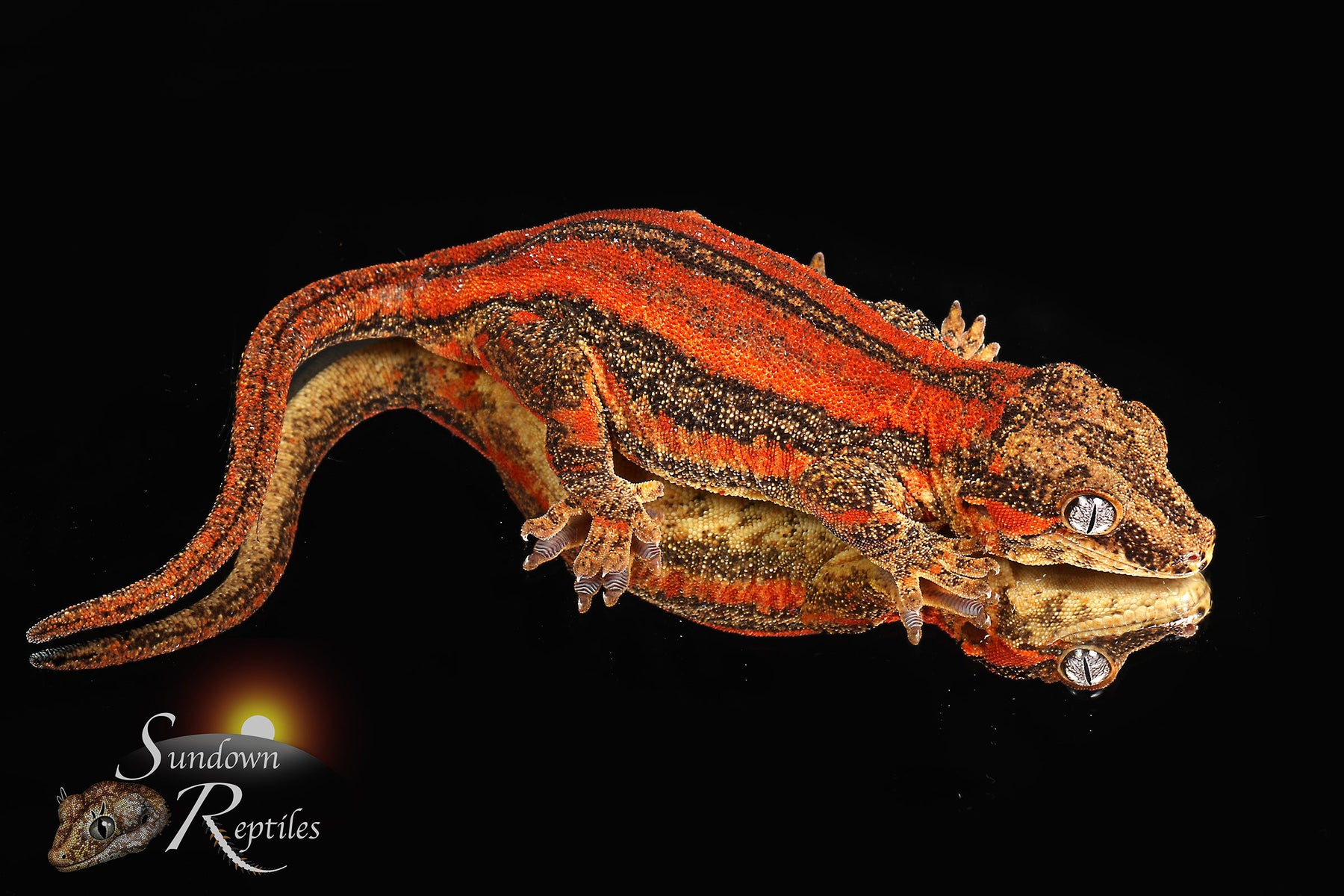 Gargoyle Gecko- Female Red Stripe (Moonbow x Jam) RA2025-58 - Sundown Reptiles